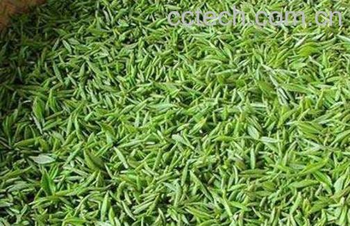 常喝毛尖茶的好处和坏处-1