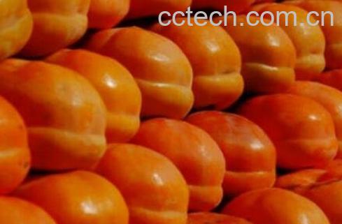 东北柿子的功效与作用-0