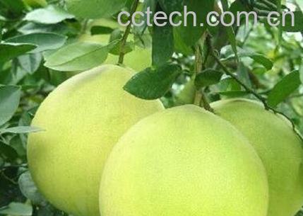 酸柚的功效与作用-0