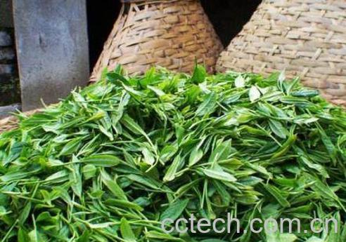 春尖和毛尖的区别 喝春尖的好处-1