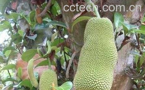 尖蜜拉的功效与营养价值-0