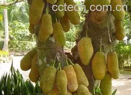 尖蜜拉的功效与营养价值-1