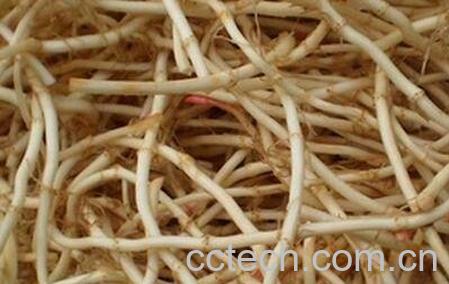 鱼腥草煮梨皮的功效和作用-0