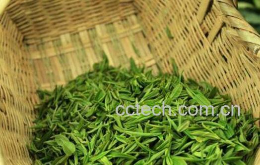 大悟毛尖什么时候成熟 大悟雨前毛尖的泡法-1