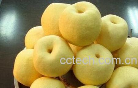 雪梨果有那些用途-1