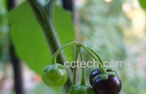 龙葵果能降血压吗 龙葵果的药用价值 -0