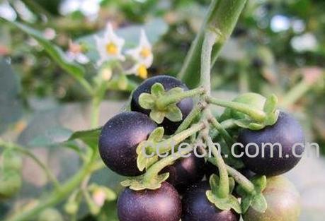 龙葵果能降血压吗 龙葵果的药用价值 -1