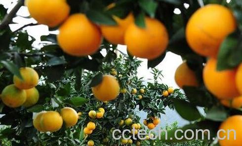 药橙怎么吃效果最好 药橙的吃法技巧-0