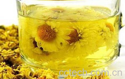 菊花茶的功效与作用 菊花茶的食用禁忌-0