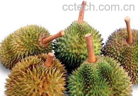 尖蜜拉跟菠萝蜜的区别-0