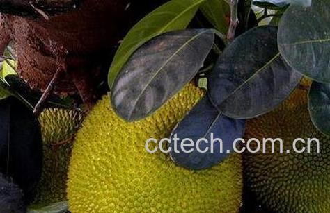 尖蜜拉跟菠萝蜜的区别-1