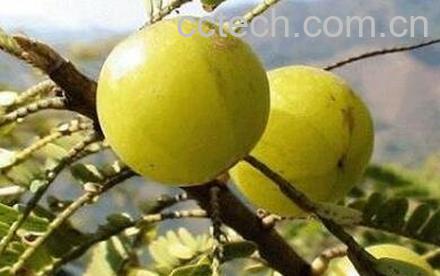 牛甘果酒的功效与作用-0