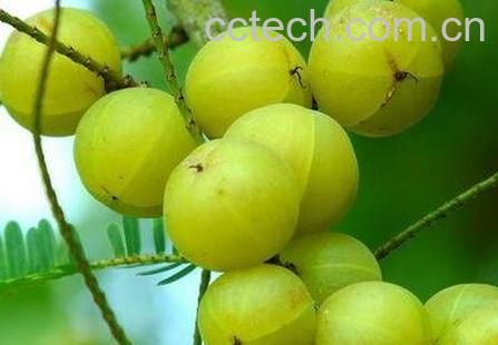 牛甘果酒的功效与作用-1