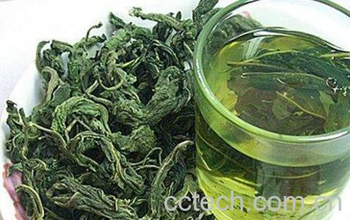 怎样制作桑叶茶 桑叶茶制作方法步骤-1