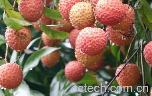 荔枝根的功效与作用-0