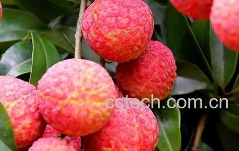 荔枝根的功效与作用-1