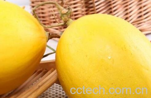 金蜜瓜的功效与作用-0