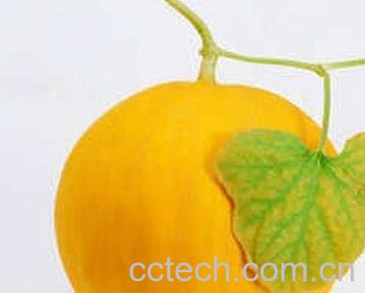 金蜜瓜的功效与作用-1