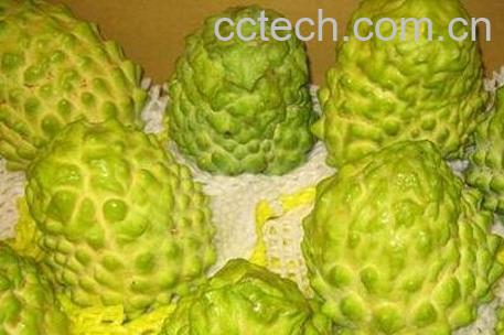 林檎果怎么吃 林檎果的吃法技巧-0