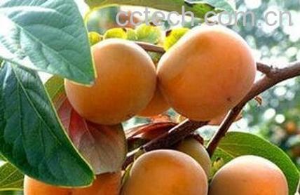 金钱柿子的营养价值-0