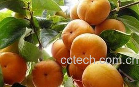 金钱柿子的营养价值-1