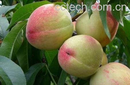 硬桃子的功效与作用-0