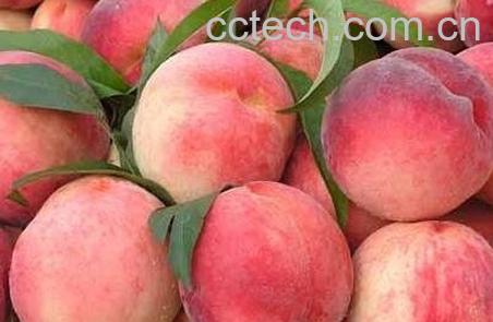 硬桃子的功效与作用-1