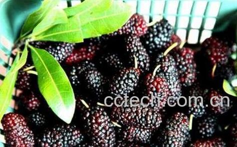 桑葚的功效与作用 桑葚的药用价值-0