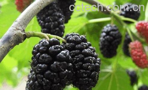 桑葚的功效与作用 桑葚的药用价值-1