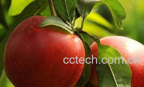 油桃的功效与作用 油桃的药用价值-1