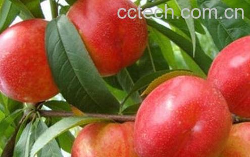 油桃的功效与作用 油桃的药用价值-0