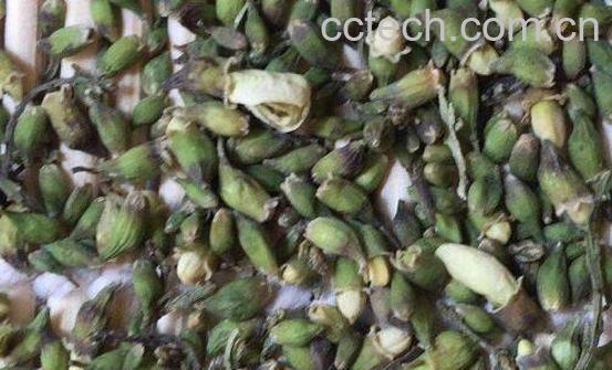 槐米茶的功效与作用 吃槐米茶的禁忌-1