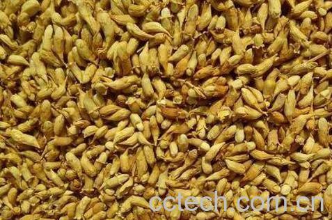 槐米茶的功效与作用 吃槐米茶的禁忌-0