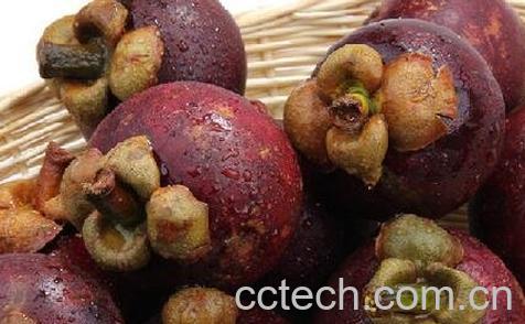 山竹的功效与作用 山竹的药用价值-0