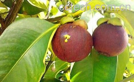 山竹的功效与作用 山竹的药用价值-1