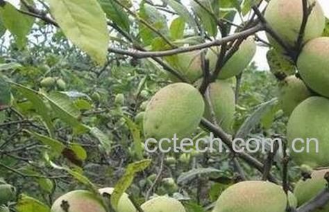 木瓜的功效与作用及禁忌-0