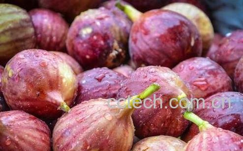 无花果的功效与作用 无花果的食用方法-0