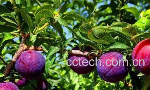 李子的功效与作用 李子的药用价值-0