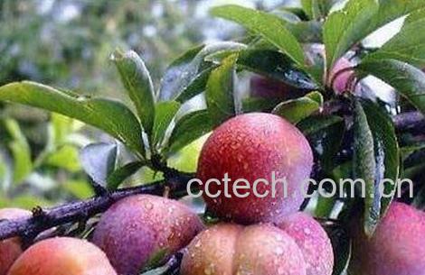 李子的功效与作用 李子的药用价值-1