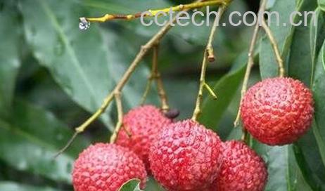 荔枝的功效与作用 荔枝的药用价值-1