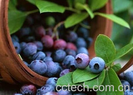 蓝莓的功效与作用 蓝莓的药用价值-1