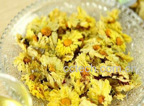 菊花茶的功效与作用 喝菊花茶的好处-1