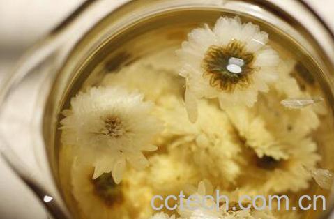 菊花茶的功效与作用 喝菊花茶的好处-0
