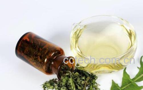 蒲公英茶的功效与作用 蒲公英茶哪些人不宜喝-0