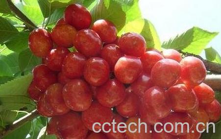 樱桃的功效与作用 樱桃的药用价值-0