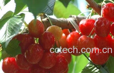 樱桃的功效与作用 樱桃的药用价值-1