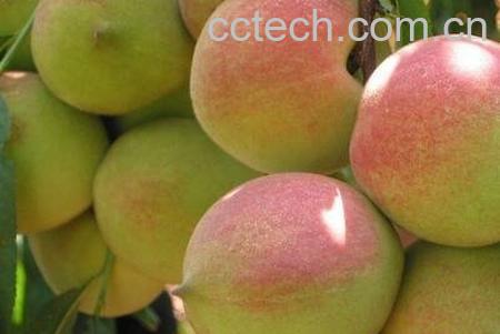 桃子的功效与作用 桃子的药用价值-1