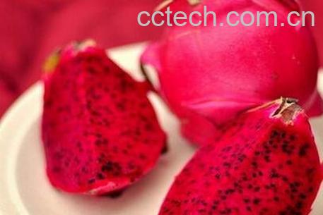 火龙果的功效与作用 火龙果的药用价值-0