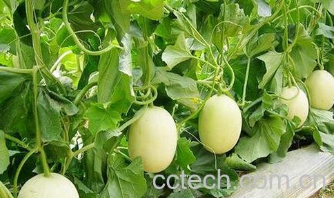 梨瓜可以做菜吗 梨瓜做菜怎么吃-1