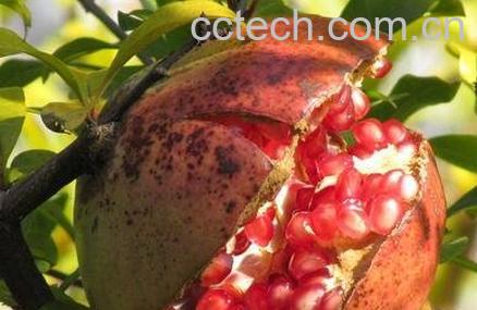 白石榴皮的功效与作用-0